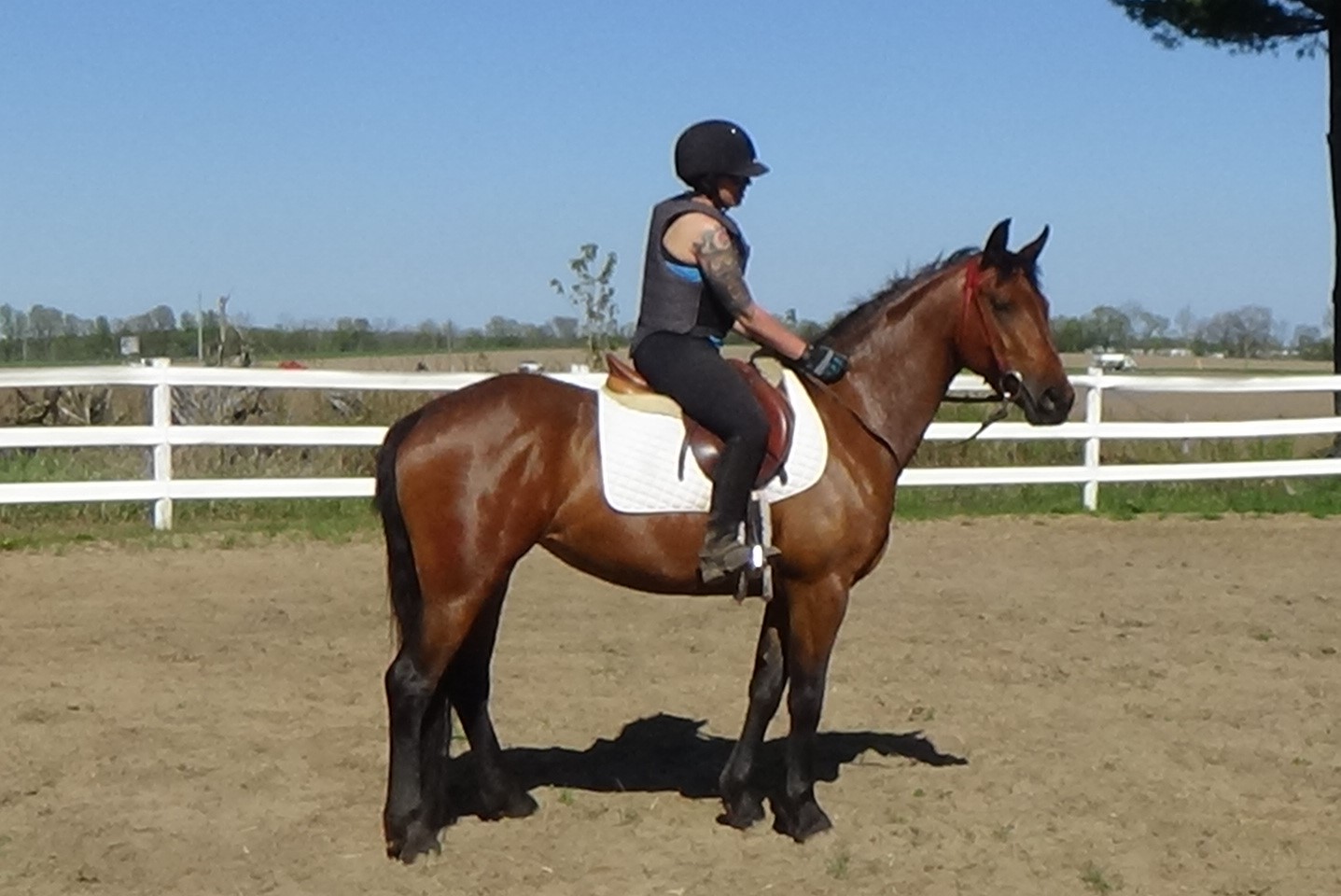 A woman riding a sleek brown horse