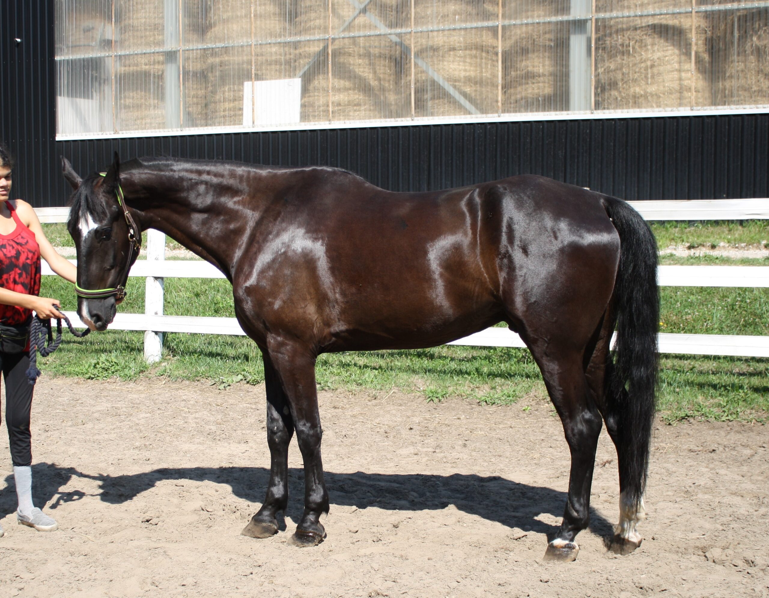 A horse with shiny dark brown fur