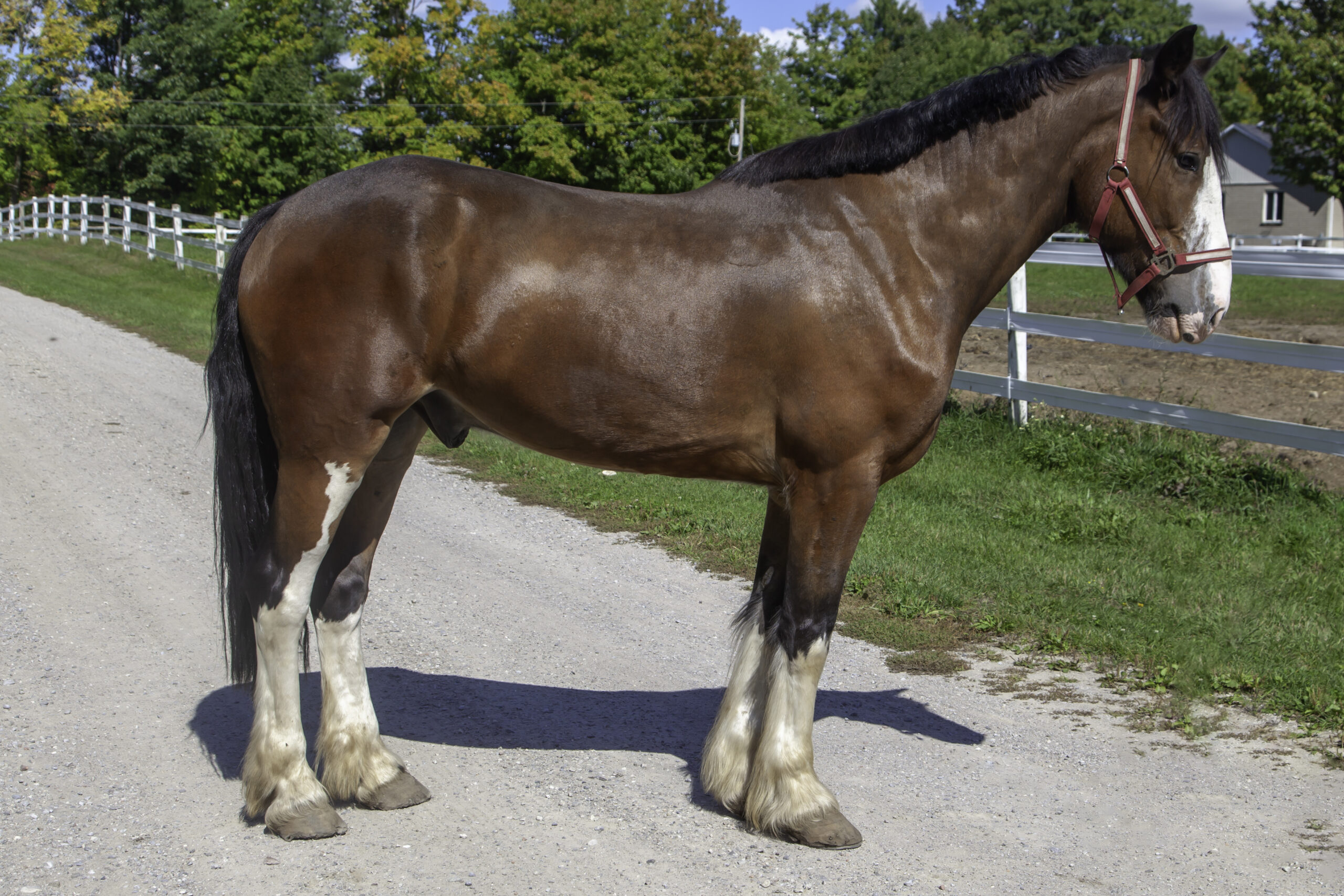 A brown horse with white fur around its legs
