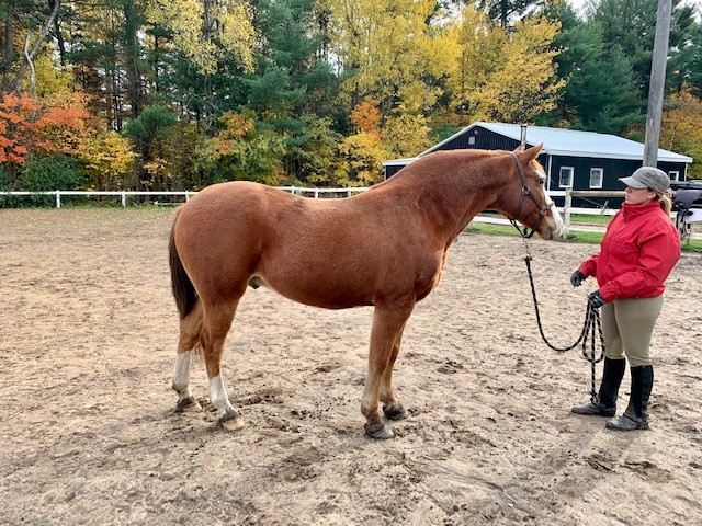 A brown horse with a woman in a red jacket