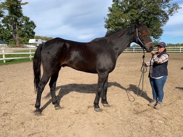 A woman displaying a dark brown horse