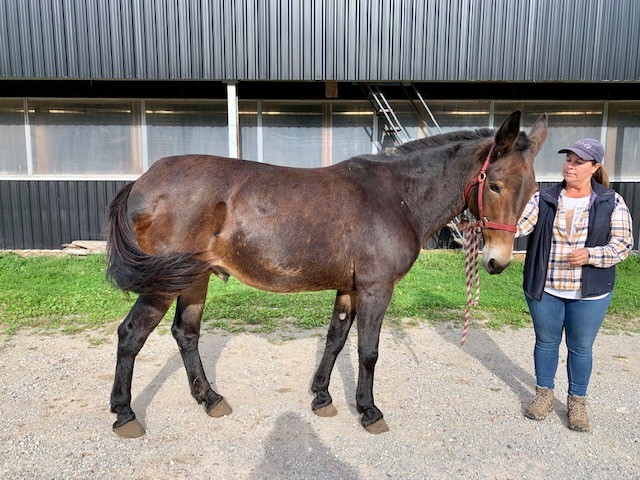 A person holding the reins of a horse named Tiny Tim