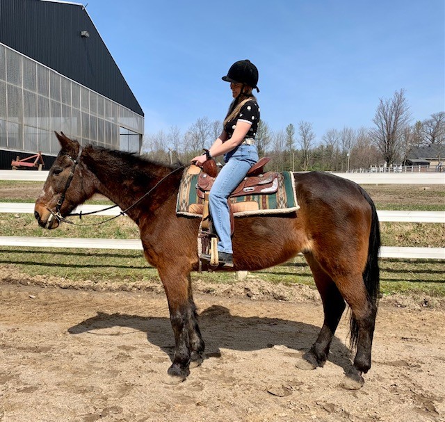 An equestrian riding a brown horse  
