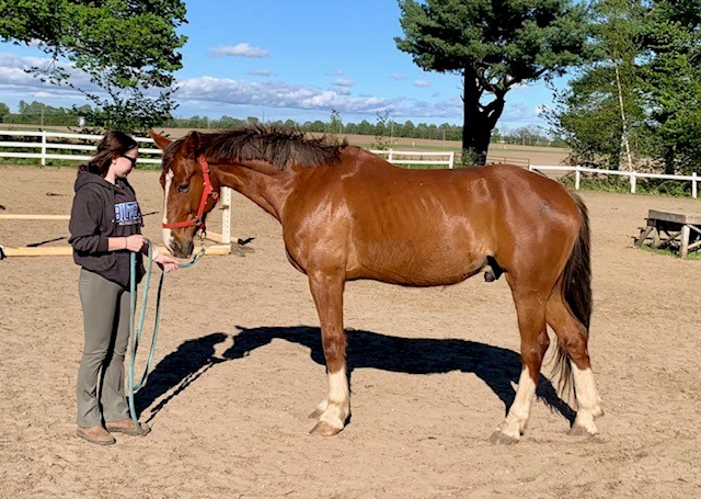 A woman giving treats to a brown horse