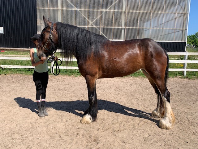 A young woman with a brown horse