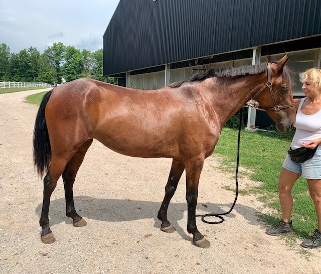 A blonde woman with a brown horse