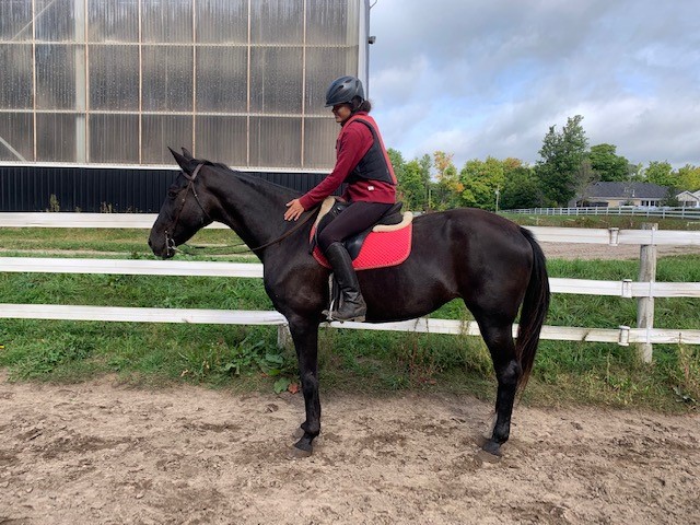 An equestrian riding a black mare  