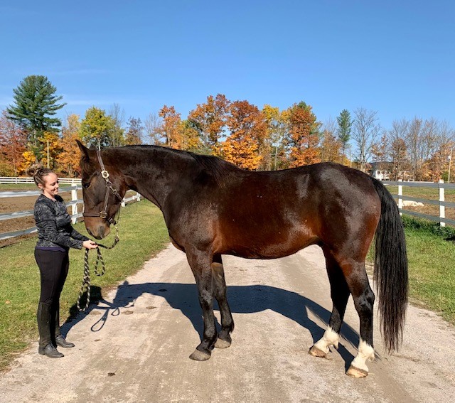 A woman petting a Dutch harness gelding