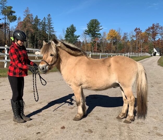 A Fjord horse