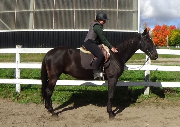 An equestrian riding a horse with dark fur