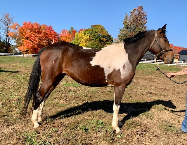 A brown and cream horse