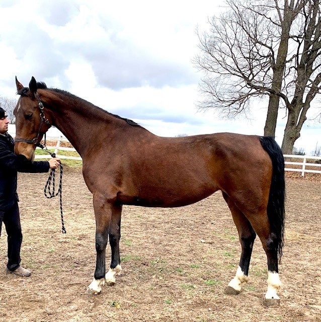 A brown horse and a man holding its reins