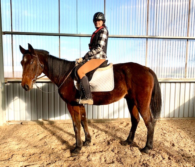 A brown standardbred gelding with a rider