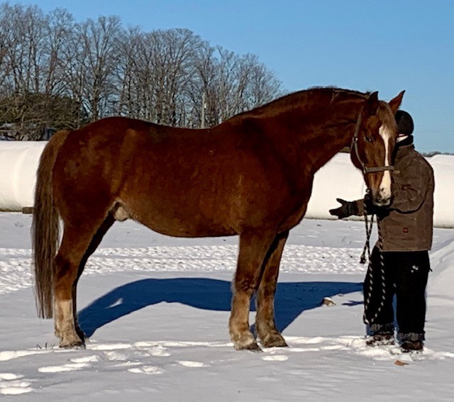 A brown horse standing on snow