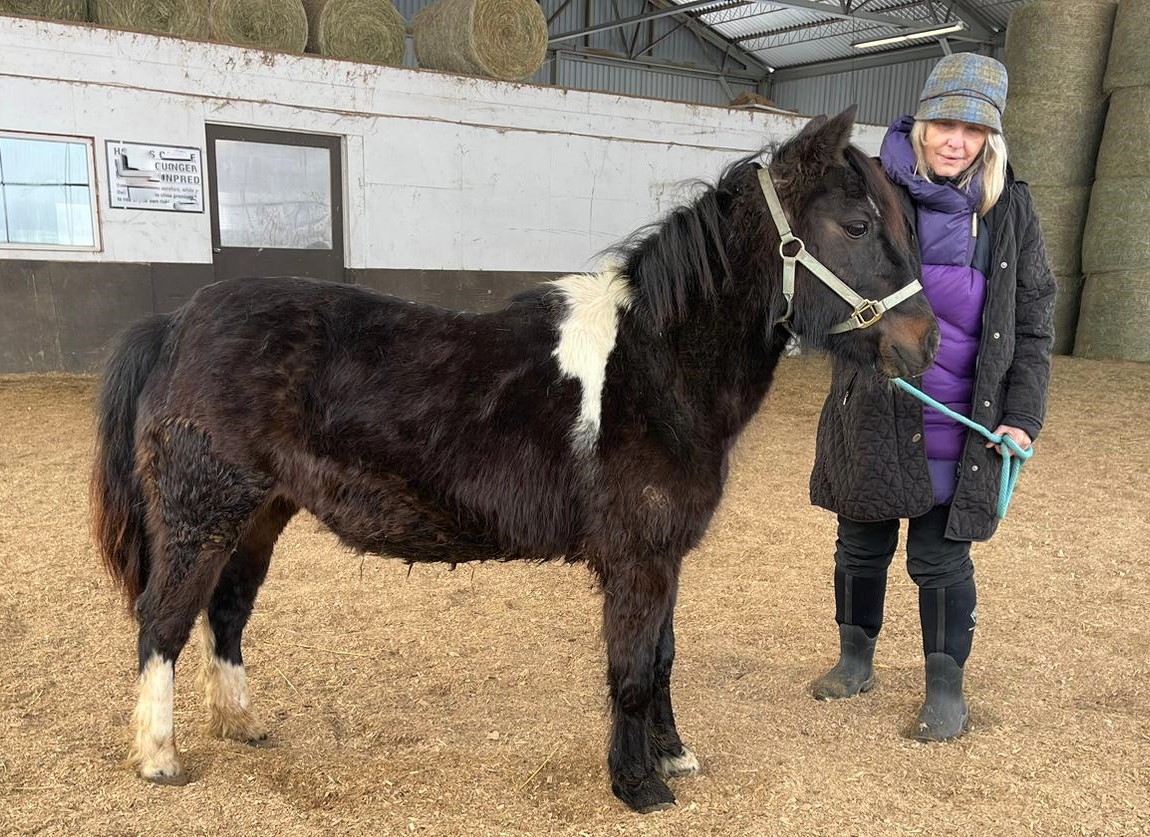 A black horse with a streak of white on its back