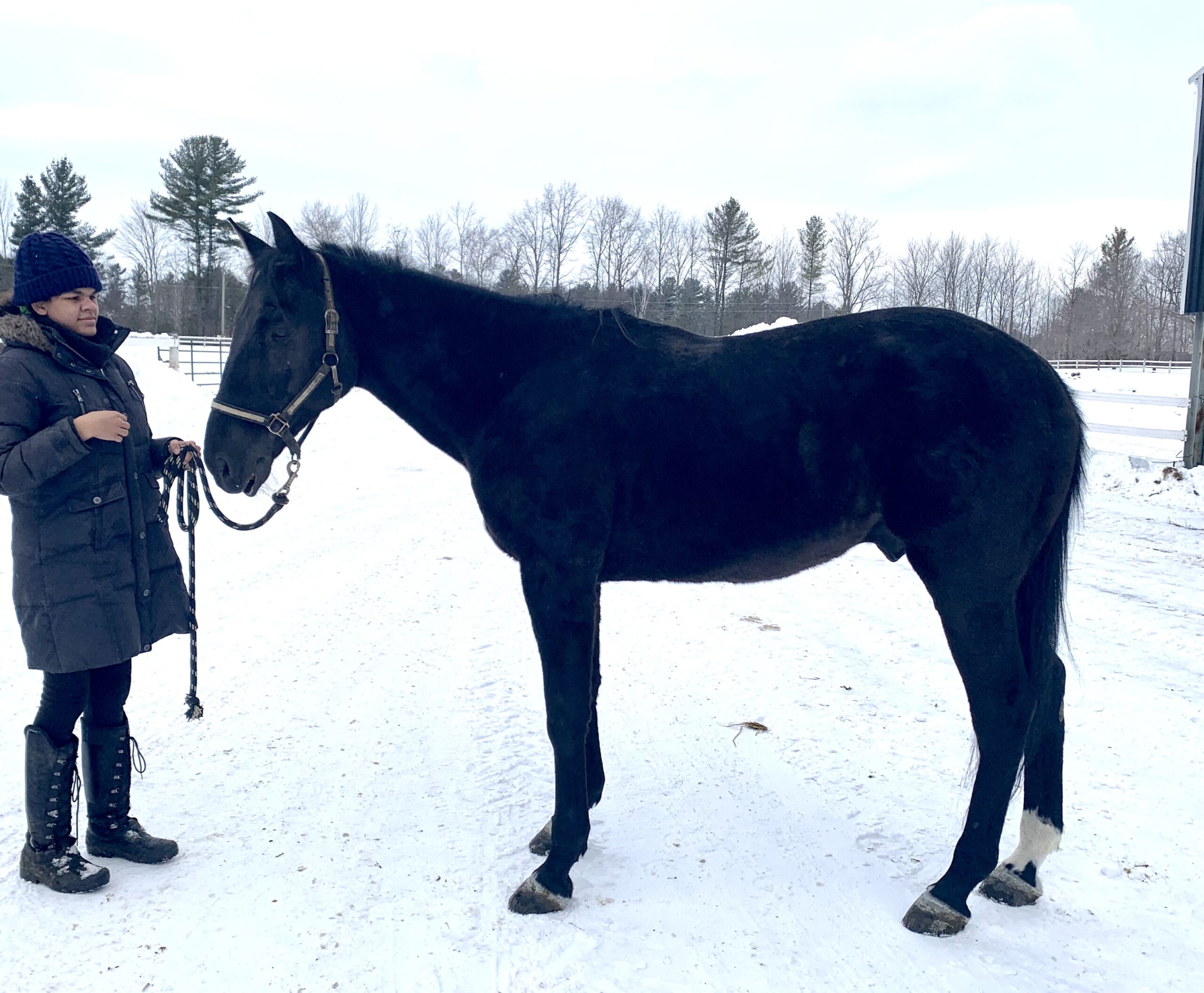 A person looking after a black horse  