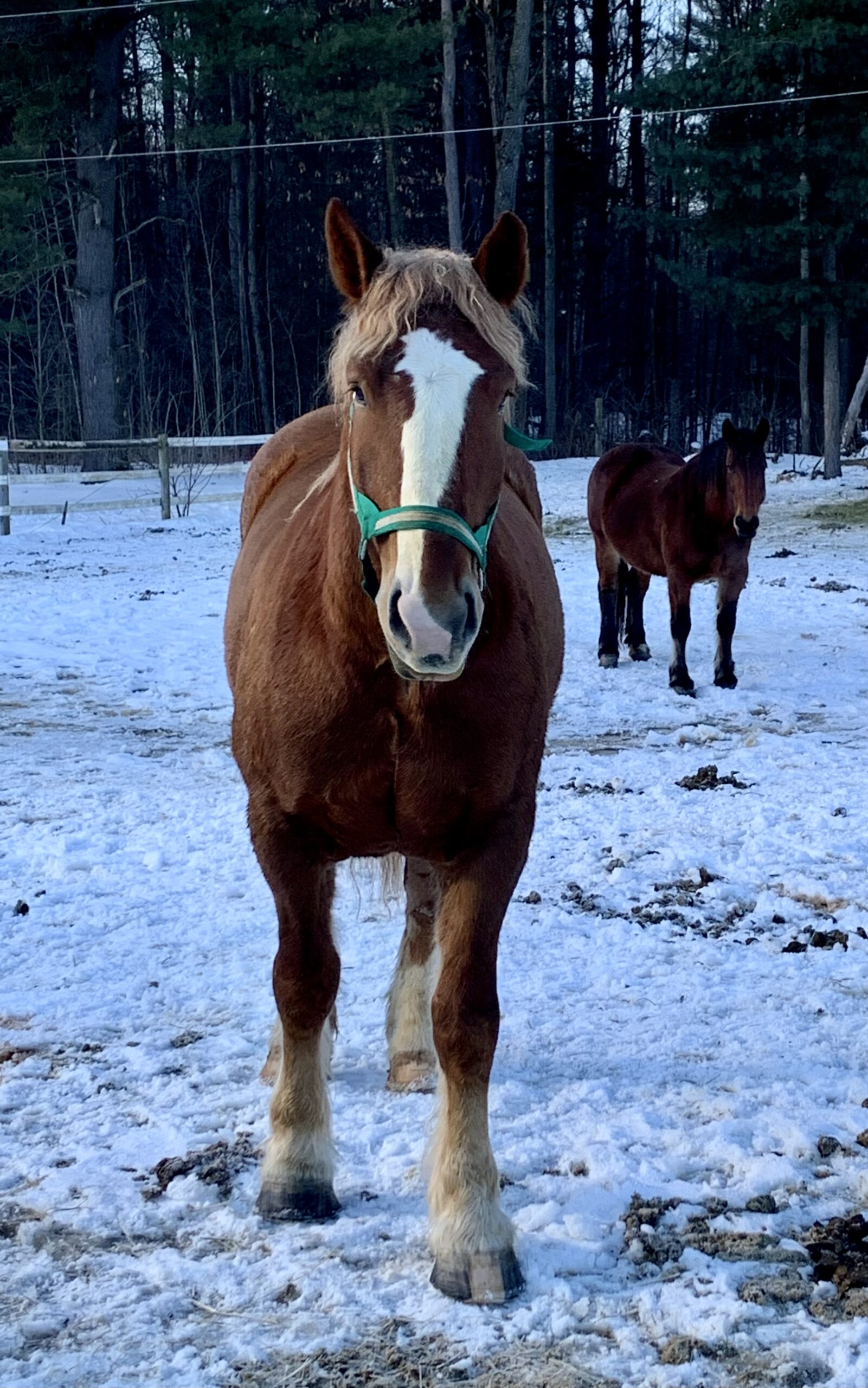 A brown horse named Harold